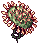 Drosera